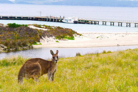 Maria Island Shuttle Bus Hobart To Triabunna (Round Trip) - Tourism Caloundra 8