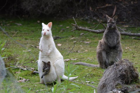 Full-Day Guided Bruny Island Tour From Hobart - Tourism Caloundra 5