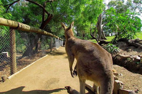Wilderness And Wildlife - Tourism Caloundra 0