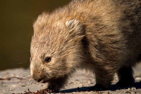 8-Day Tasman Wildlife And Wilderness Encounter Including Accommodation - Tourism Caloundra 1