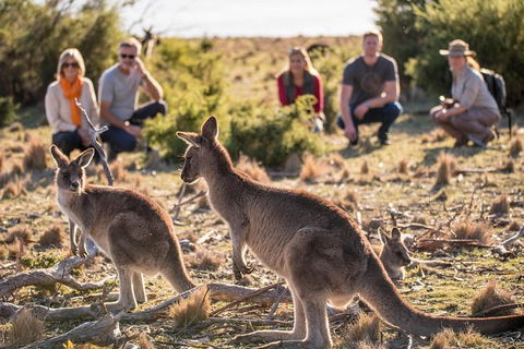 8-Day Tasman Wildlife And Wilderness Encounter Including Accommodation - Tourism Caloundra 0