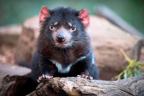 Small Group Tasmanias Wilderness And Wildlife Day Tour - Tourism Caloundra 1