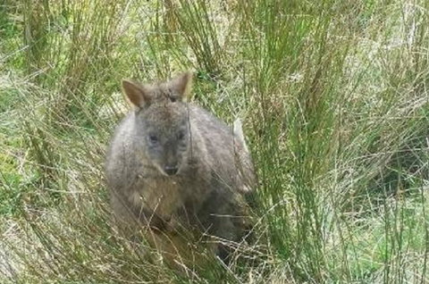 Leven Canyon Day Trip Including Wings Wildlife Park Or Gunns Plains Caves From Devonport, Ulverstone Or Burnie - Tourism Caloundra 0