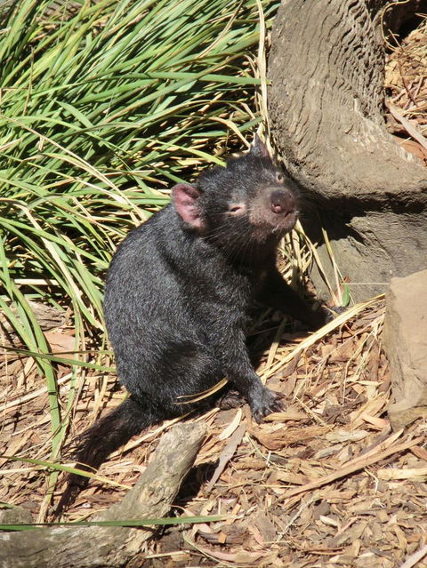 Small-Group Tour From Hobart: Mt Wellington, Bonorong Wildlife Park And Richmond - Tourism Caloundra 7