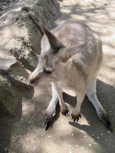 Small-Group Tour From Hobart: Mt Wellington, Bonorong Wildlife Park And Richmond - Tourism Caloundra 6