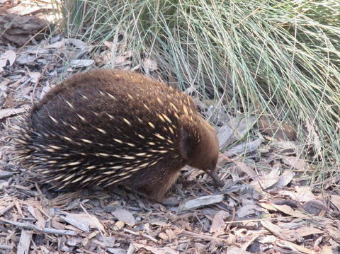 Small-Group Tour From Hobart: Mt Wellington, Bonorong Wildlife Park And Richmond - Tourism Caloundra 9