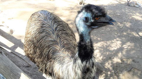 Small-Group Tour From Hobart: Mt Wellington, Bonorong Wildlife Park And Richmond - Tourism Caloundra 18