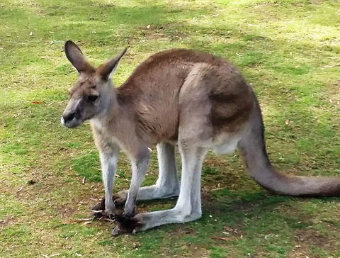 Small-Group Tour From Hobart: Mt Wellington, Bonorong Wildlife Park And Richmond - Tourism Caloundra 17