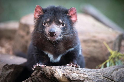 Small-Group Tour From Hobart: Mt Wellington, Bonorong Wildlife Park And Richmond - Tourism Caloundra 26