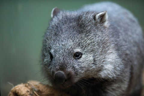 Small-Group Tour From Hobart: Mt Wellington, Bonorong Wildlife Park And Richmond - Tourism Caloundra 28