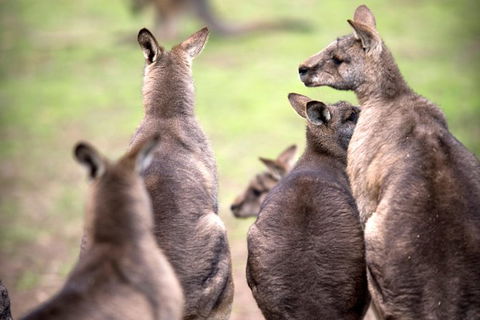 Private Mt Wellington, Richmond, Bonorong Wildlife Sanctuary Tour From Hobart - Tourism Caloundra 1