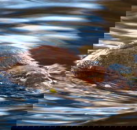 Wild-Platypus 2 hour wildlife tour - Tourism Caloundra
