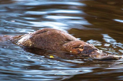 Wild-Platypus 2 Hour Wildlife Tour - Tourism Caloundra 0