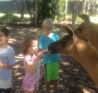 Unguided Family Llama Walk - Tourism Caloundra