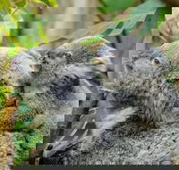 Hobart's best city nature wildlife and fine cuisine - Tourism Caloundra