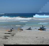 Kangaroo Island in a Day Tour from Adelaide - Tourism Caloundra