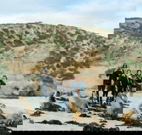 Small-Group Kangaroo Island 4WD Tour from Adelaide - Tourism Caloundra