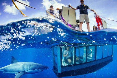 White Shark Tour With Optional Cage Dive From Port Lincoln - Tourism Caloundra 0