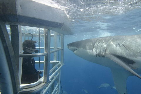White Shark Tour With Optional Cage Dive From Port Lincoln - Tourism Caloundra 2