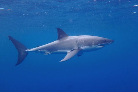 White Shark Tour With Optional Cage Dive From Port Lincoln - Tourism Caloundra 5