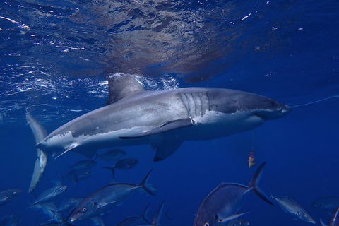 White Shark Tour With Optional Cage Dive From Port Lincoln - Tourism Caloundra 6