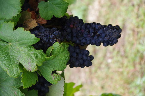 Barossa Valley Wineries Tour With Tastings And Lunch From Adelaide - Tourism Caloundra 5