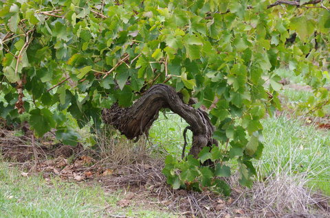 Barossa Valley Wineries Tour With Tastings And Lunch From Adelaide - Tourism Caloundra 7