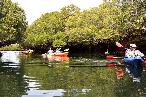 Adelaide Dolphin Sanctuary And Ships Graveyard Kayak Tour - Tourism Caloundra 8