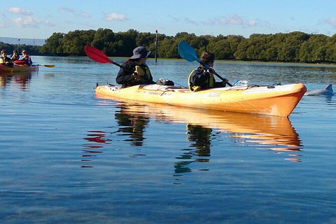 Adelaide Dolphin Sanctuary And Ships Graveyard Kayak Tour - Tourism Caloundra 3