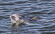 Adelaide Dolphin Sanctuary And Ships Graveyard Kayak Tour - thumb 6