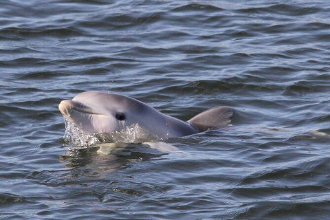 Adelaide Dolphin Sanctuary And Ships Graveyard Kayak Tour - Tourism Caloundra 6