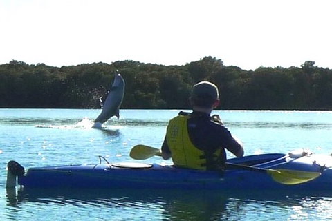 Adelaide Dolphin Sanctuary And Ships Graveyard Kayak Tour - Tourism Caloundra 2