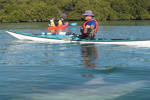 Adelaide Dolphin Sanctuary And Ships Graveyard Kayak Tour - Tourism Caloundra 5