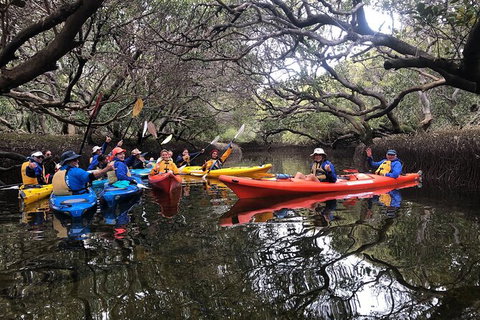 Adelaide Dolphin Sanctuary And Ships Graveyard Kayak Tour - Tourism Caloundra 10
