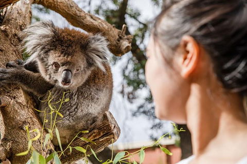 Adelaide Zoo Behind The Scenes Experience: Koala Encounter - Tourism Caloundra 0