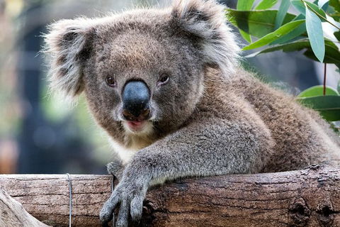 Adelaide Zoo Behind The Scenes Experience: Koala Encounter - Tourism Caloundra 1