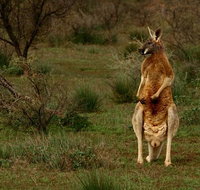 Flinders Ranges  Outback  3 Day Small Group Eco Safari - Tourism Caloundra