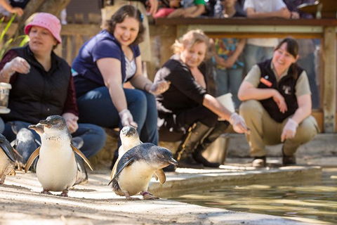 Adelaide Zoo Behind The Scenes Experience: Penguins In Person - Tourism Caloundra 0