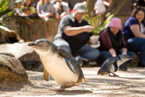 Adelaide Zoo Behind The Scenes Experience: Penguins In Person - Tourism Caloundra 1
