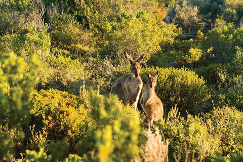 Coffin Bay Day Tour - A Taste Of Coffin Bay - Tourism Caloundra 11