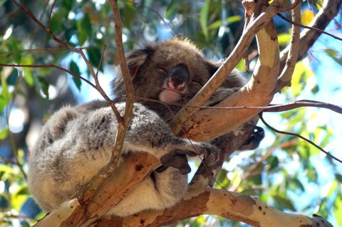 2-Day Kangaroo Island Tour From Adelaide - Tourism Caloundra 13
