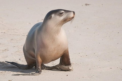 2-Day Kangaroo Island Tour From Adelaide - Tourism Caloundra 1