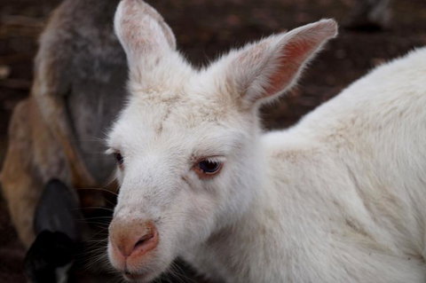 2-Day Kangaroo Island Tour From Adelaide - Tourism Caloundra 16