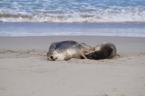 2-Day Kangaroo Island Tour From Adelaide - Tourism Caloundra 18