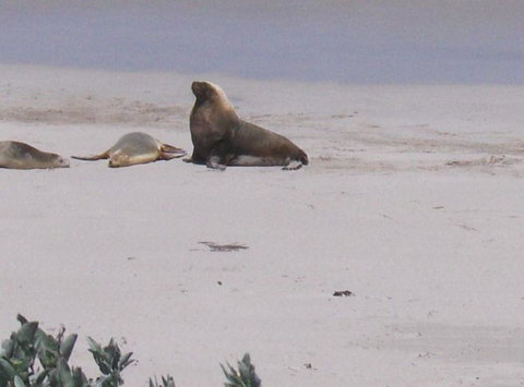 2-Day Kangaroo Island Tour From Adelaide - Tourism Caloundra 21
