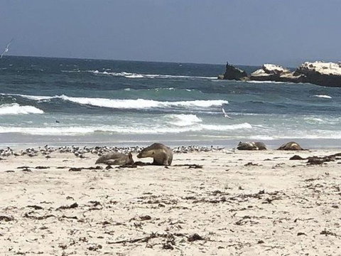 2-Day Kangaroo Island Tour From Adelaide - Tourism Caloundra 4