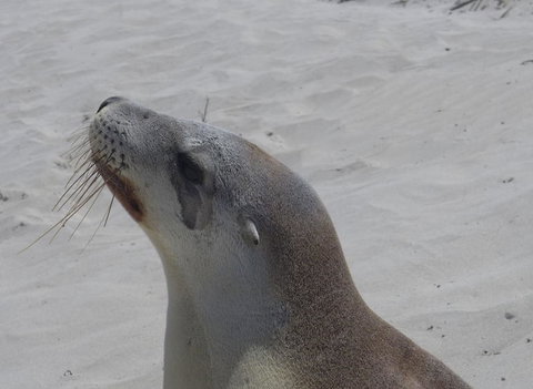 2-Day Kangaroo Island Tour From Adelaide - Tourism Caloundra 9