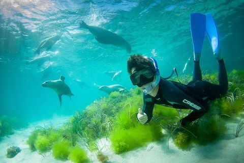 Half-Day Sea Lion Snorkeling Tour From Port Lincoln - Tourism Caloundra 0