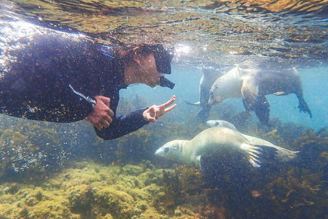 Half-Day Sea Lion Snorkeling Tour From Port Lincoln - Tourism Caloundra 8