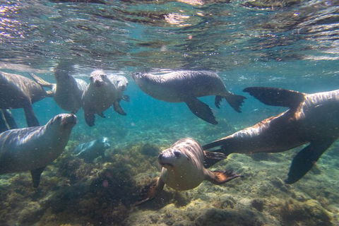 Half-Day Sea Lion Snorkeling Tour From Port Lincoln - Tourism Caloundra 2